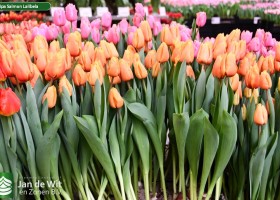 Tulipa Salmon Lalibela ® (1)